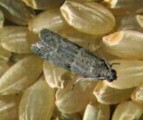 Almond moth (Cadra cautella)