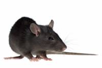 Black Rat Rattus rattus
