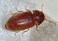 Drugstore beetle (Stegobium paniceum)